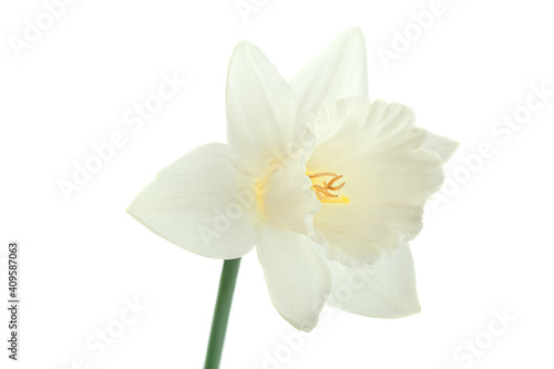 Narcissus spring flower on white © Leonid Nyshko