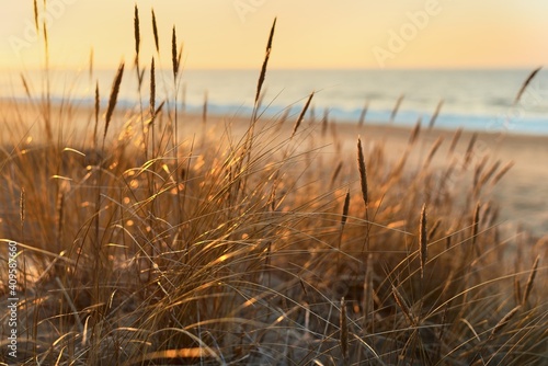 Fototapeta Naklejka Na Ścianę i Meble - Baltic sea shore at sunset. Sand dunes, plants (Ammophila) close-up. Soft sunlight, golden hour. Environmental conservation, ecotourism, nature, seasons. Warm winter, climate change. Macrophotography
