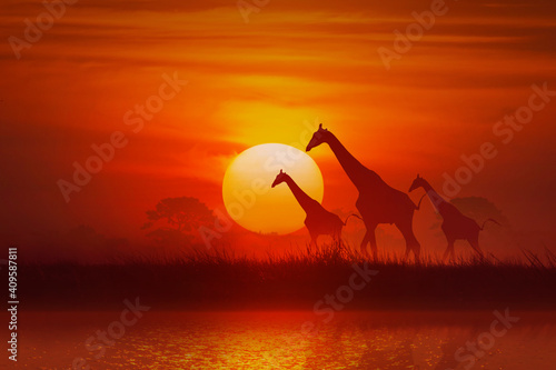 silhouette Animal, giraffe and grass and tree at sunset