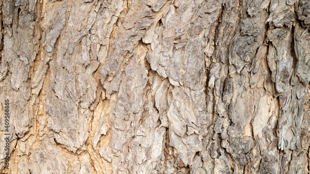 The bark of the succulent. For the background image. The bark of the succulent. For the background image.
