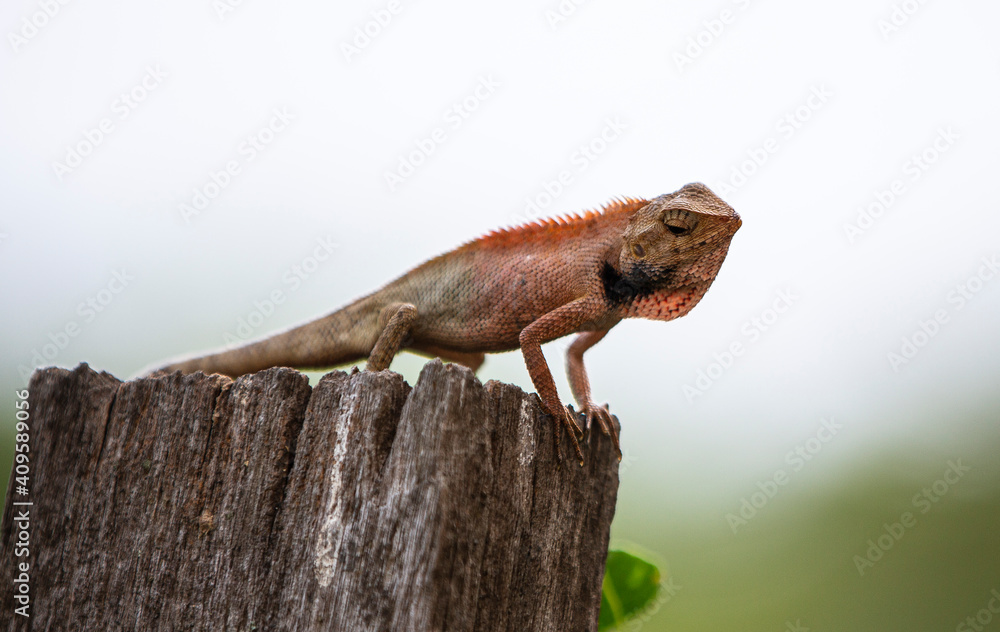 Fototapeta premium chameleon on a tree