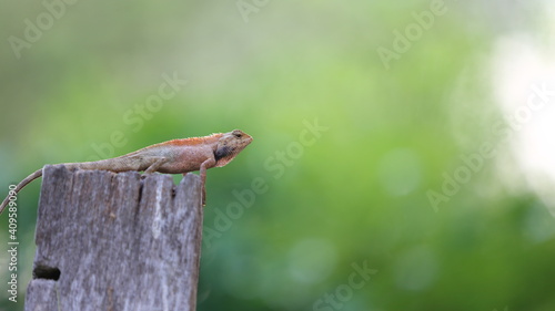 lizard on a tree trunk