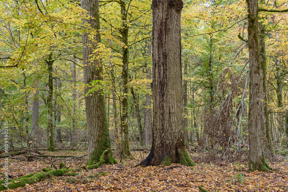 Broken trees in autumn