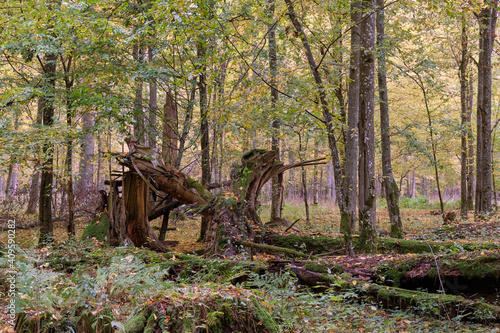 Broken old Norwegian spruce in autumn