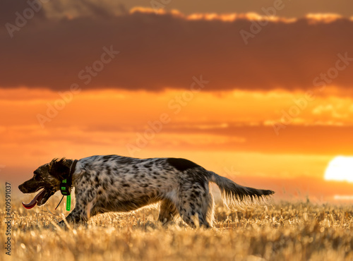 Pointer pedigree dog running with orange sky and sun