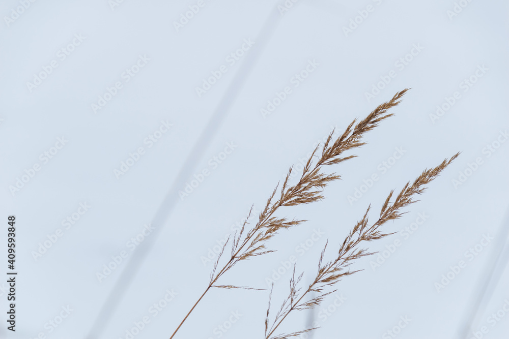 Obraz premium Two common bents sway in the wind.