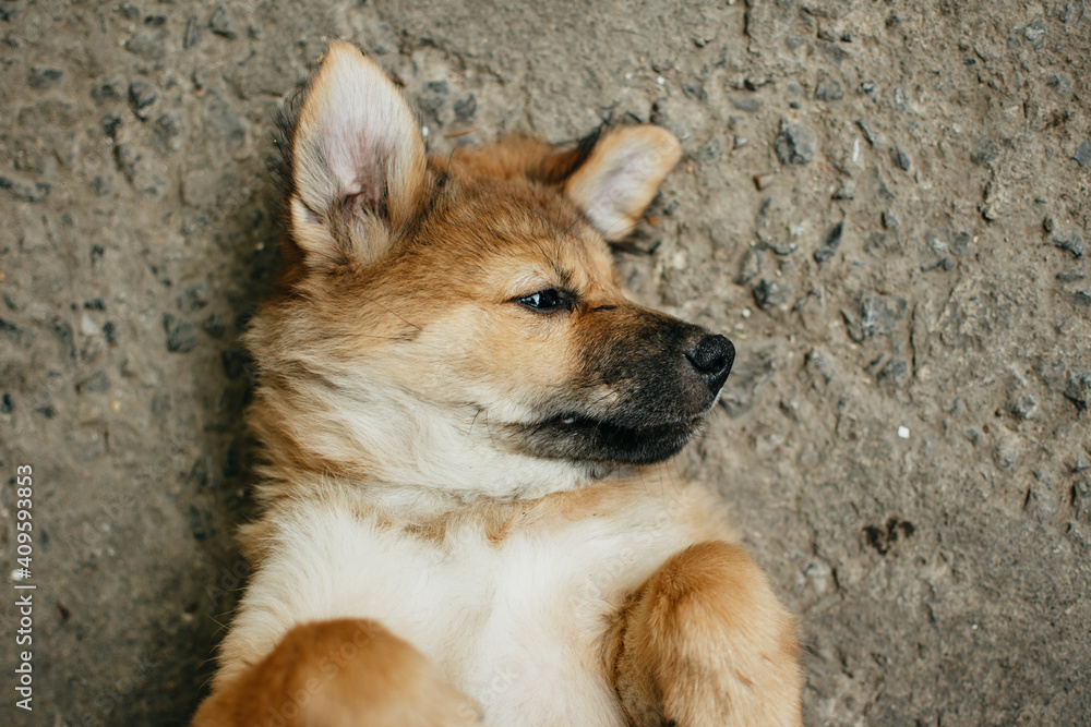Adorable brown puppy lying on the ground. Close up of cute puppy. Adorable brown puppy lying on the ground. Close up of cute puppy.