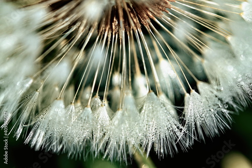 macro of dandelion
