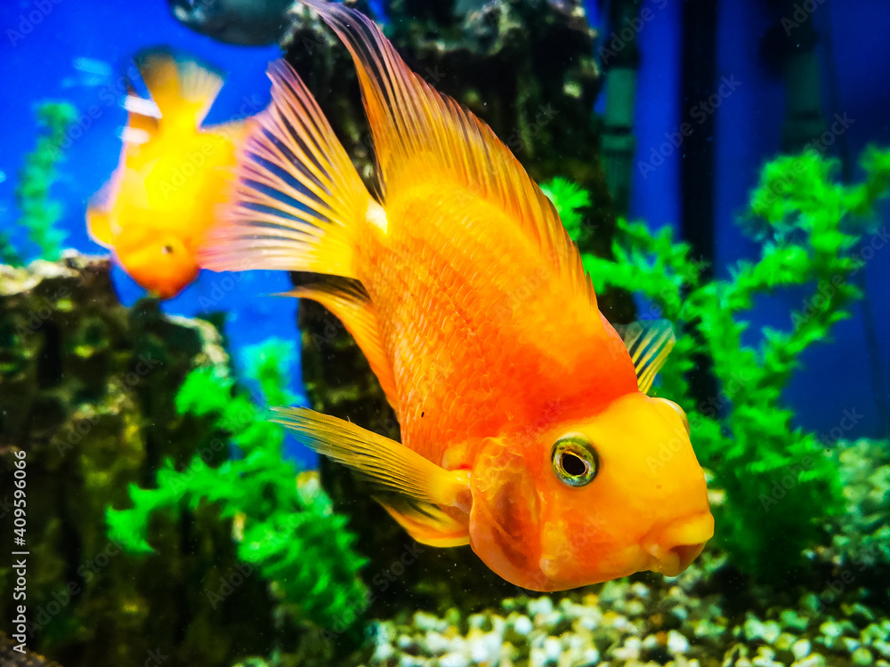 Goldfish tropical fish from China in the aquarium swims Goldfish tropical fish from China in the aquarium swims