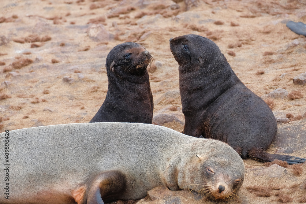 Fototapeta premium sea ​​lion family