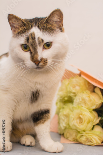 Cat with a bouquet of light roses. © Natalia