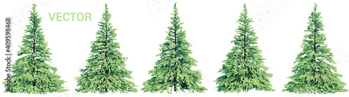 Vector collection of realistic colorful spruce trees isolated on a white background