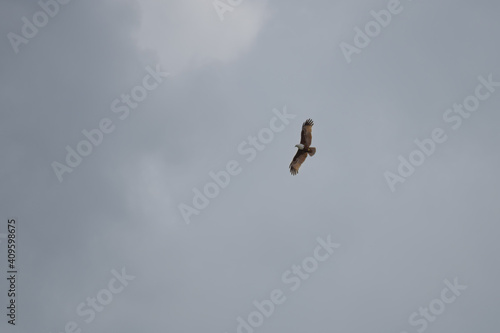 Brahminy kite bird soaring high up in the sky