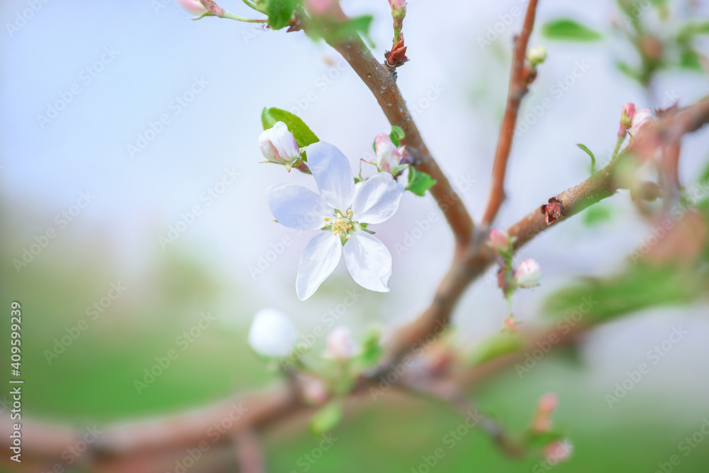 Apple tree flower close-up. Selective focus and blurred plan. Apple tree flower close-up. Selective focus and blurred plan.