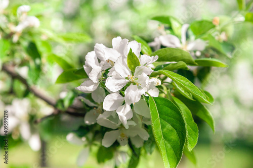 Branch of apple tree with white and pink flowers close-up. Selective focus and blurred background. © Елена Жуковская
