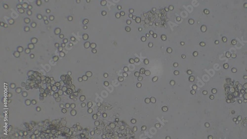 Microscopy of yeast cells (Saccharomyces cerevisiae). Monochrome background of granular cells moving.