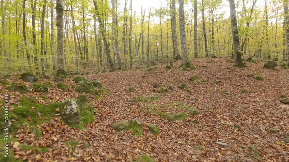 Forest in autumn (Fageda d'en Jorda, Catalonia, Spain) Forest in autumn (Fageda d'en Jorda, Catalonia, Spain)