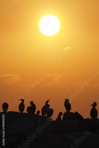 bird ssilhuettes on sunset