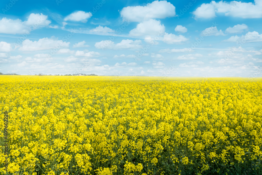 Oilseed rape, rapeseed field flowering in farmland  in countryside , spring landscape under blue with cumulus fluffy clouds  sky on sunny day in springtime