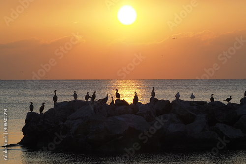 Bird silhuettes in sunset © emre