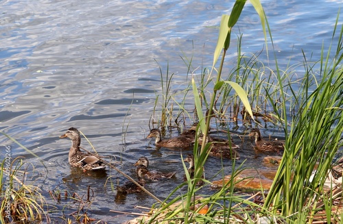 Fototapeta Female wild duck (Anas platyrhynchos) and her ducklings swimming among reeds