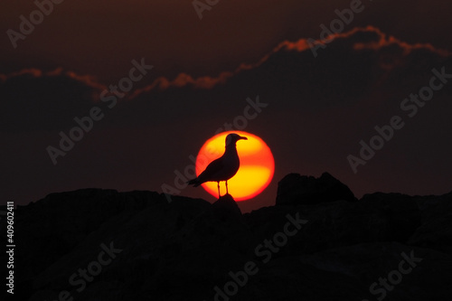 Seagull in front of sun 2
