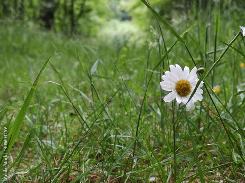 Einzelne Blüte im Wald