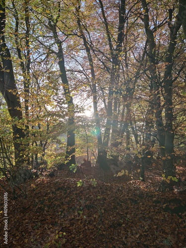 Sonnenstrahlen im Wald