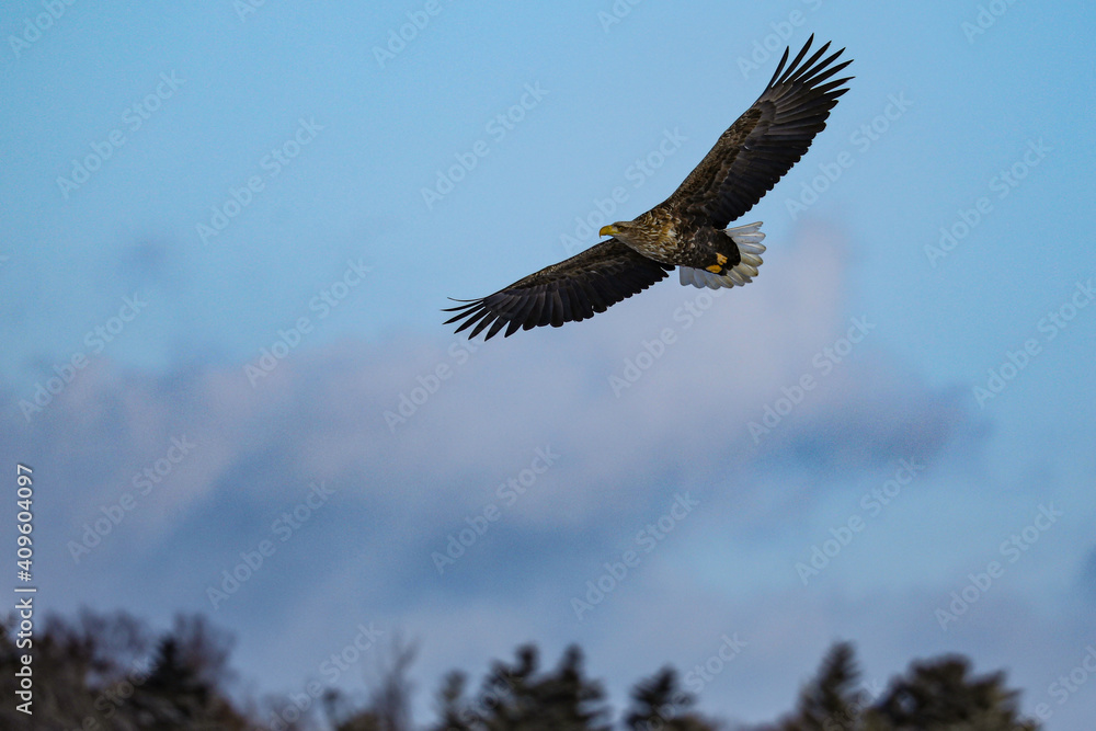 Obraz premium 風連湖のオジロワシ