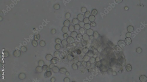 Microscopy of yeast cells (Saccharomyces cerevisiae). Monochrome background of granular cells moving.