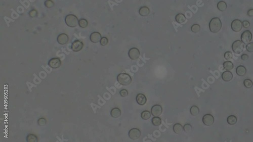 Microscopy of yeast cells (Saccharomyces cerevisiae). Monochrome background of granular cells moving.