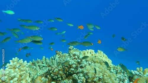 Colorful tropical fish swims near beautiful coral reef on blue water background in sun rays. Arabian Chromis (Chromis flavaxilla) and Lyretail Anthias or Sea Goldie (Pseudanthias squamipinnis) photo