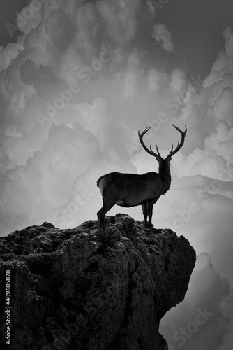 deer in silhouette posing on a rock while watching the coming storm
