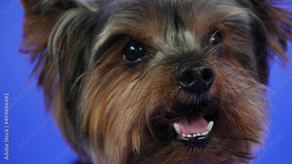 Frontal portrait of a Yorkshire terrier on a blue background in the studio. Closeup of a pet's face with an open mouth showing a pink tongue and sharp teeth. Slow motion. Frontal portrait of a Yorkshire terrier on a blue background in the studio. Closeup of a pet's face with an open mouth showing a pink tongue and sharp teeth. Slow motion.