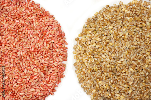 Wheat seeds with red seed dressing or seed treatment and seeds without seed dressing . Plant protection. Cereal protection