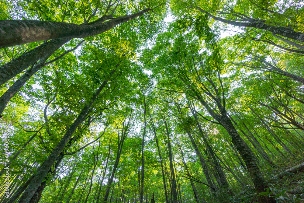 Obraz premium 新緑のブナの林