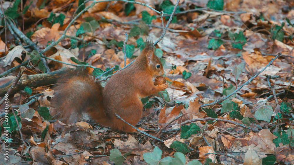 Squirrel in the woods searching for his food and eating it Squirrel in the woods searching for his food and eating it