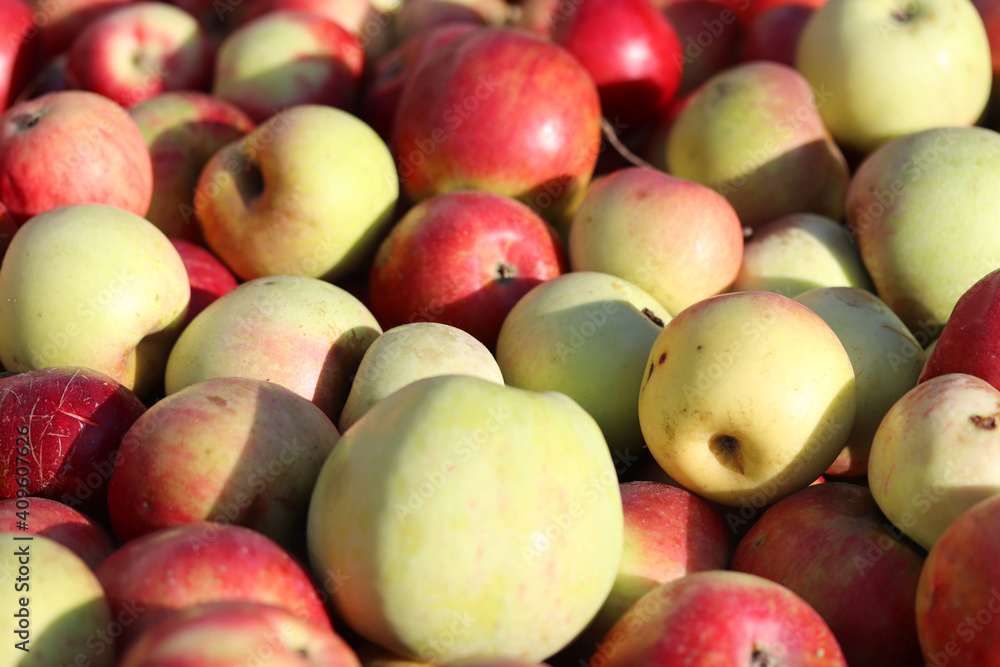 red and yellow apples background red and yellow apples background