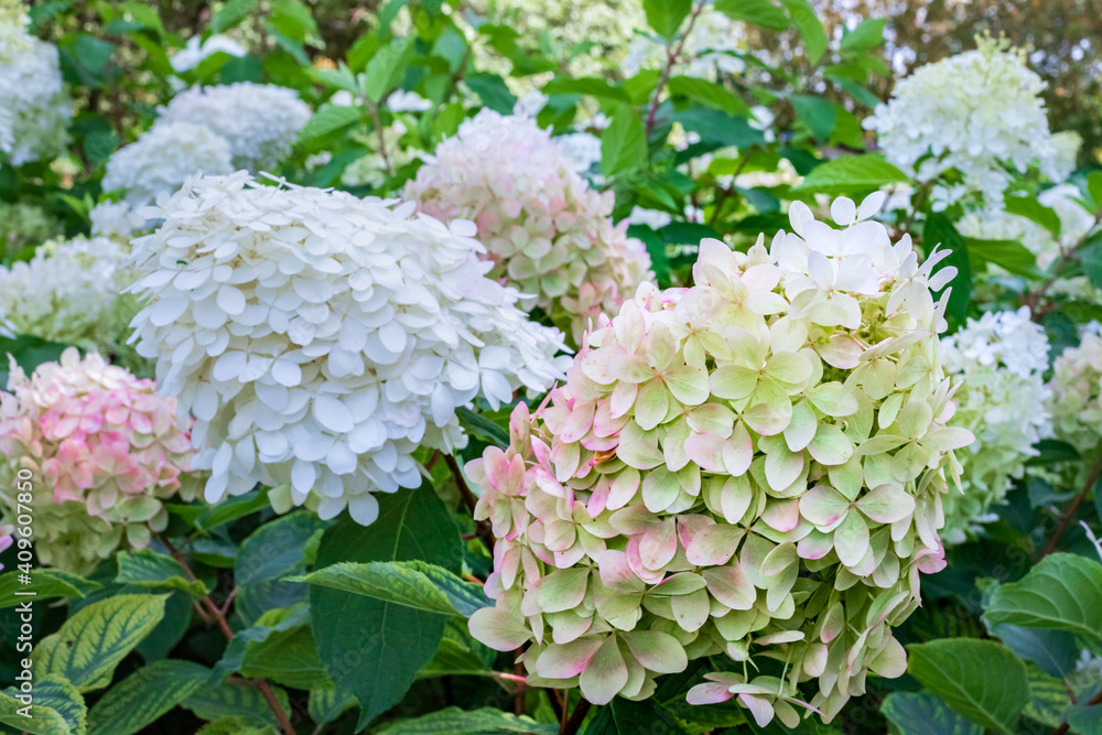 Hydrangeas in the garden Hydrangeas in the garden