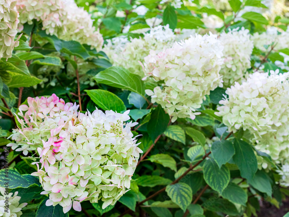 Hydrangeas in the garden
