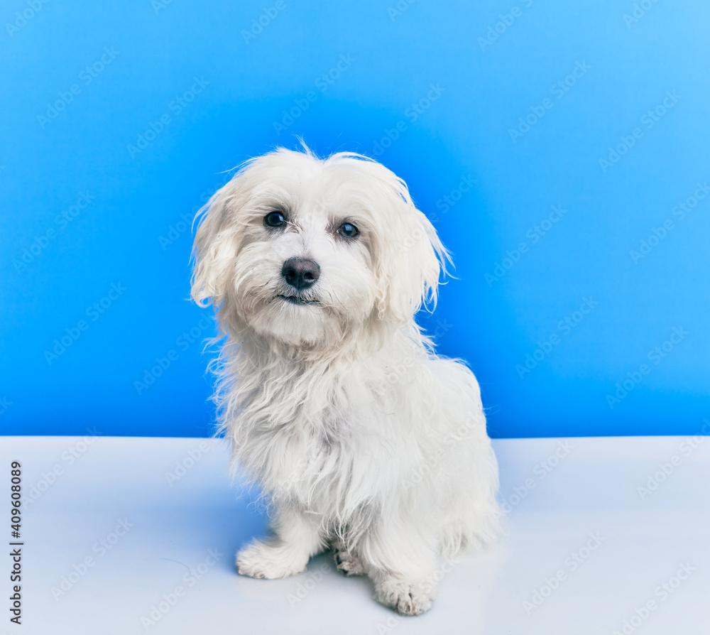 Adorable dog over isolated blue background. Adorable dog over isolated blue background.