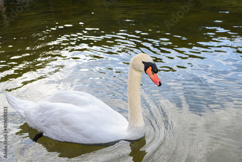 horizontal take of a white swan swimming on an artificial lake and creating water waves