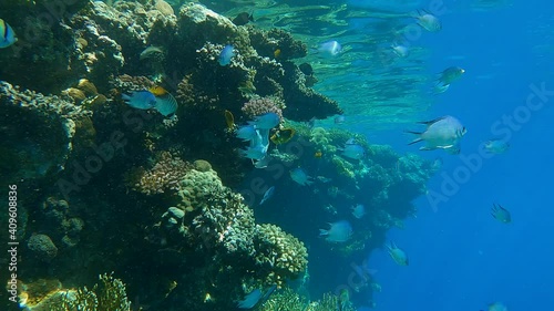 Wallpaper Mural Face mask snagged on coral reef, tropical fish swim nearby. Coronavirus COVID-19 is contributing to pollution, as discarded used masks clutter polluting seas and ocean along with plastic trash Torontodigital.ca