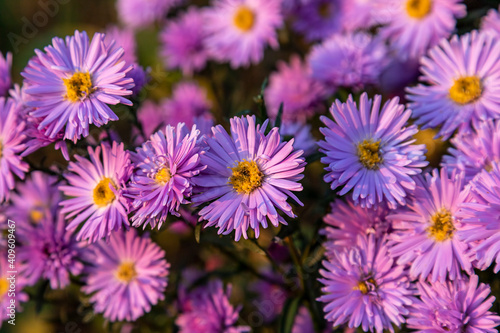 Blooming bush aster in the rays of the setting sun. Background   wallpaper and lilac aster flowers