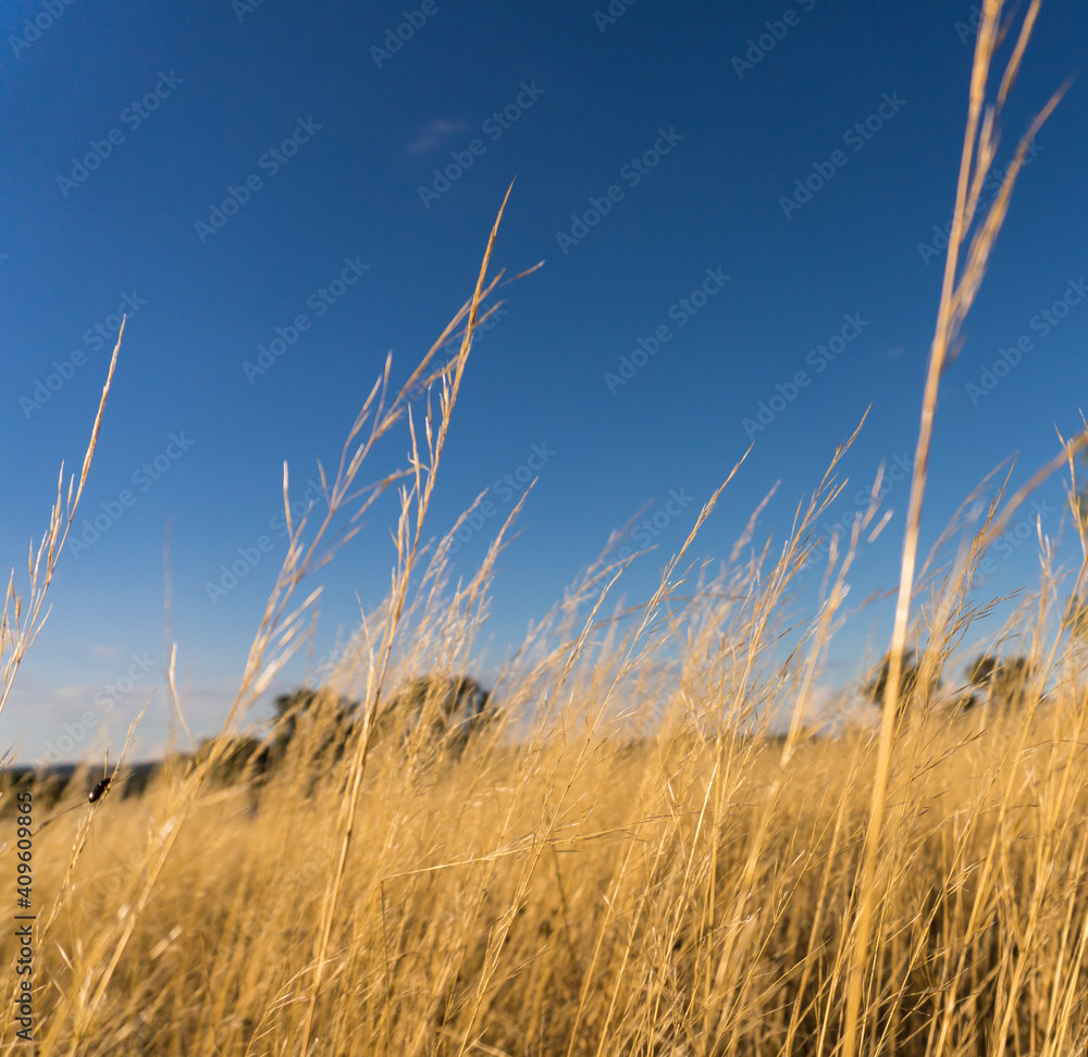 Fototapeta premium Yellow Grass Field