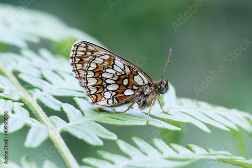 A Heath Fritillary Butterfly resting on a bracken leaf.