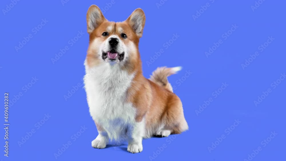 Portrait of welsh corgi pembroke in the studio on a blue background. The pet sits, smiles with its tongue out, wags its tail and wiggles its ears. Slow motion. Close up. Portrait of welsh corgi pembroke in the studio on a blue background. The pet sits, smiles with its tongue out, wags its tail and wiggles its ears. Slow motion. Close up.