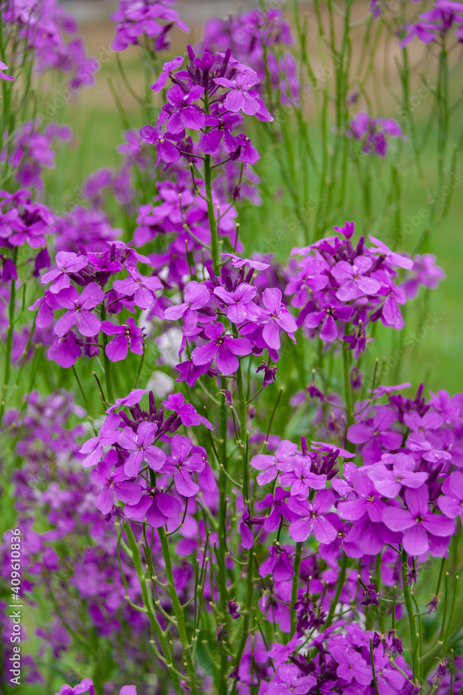 Dame's rocket (Hesperis matronalis) in spring. This beautiful plant . Dames Rocket flower or forest hesperis blossoms in May woods. Purple wildflowers. Night violet flower, sweet rocket, gilliflower, Dame's rocket (Hesperis matronalis) in spring. This beautiful plant . Dames Rocket flower or forest hesperis blossoms in May woods. Purple wildflowers. Night violet flower, sweet rocket, gilliflower,