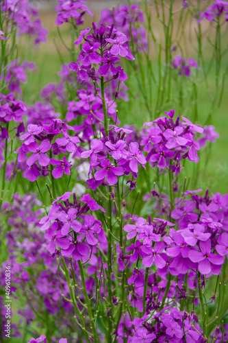 Dame's rocket (Hesperis matronalis)  in spring. This beautiful plant . Dames Rocket flower or forest hesperis blossoms in May woods. Purple wildflowers. Night violet flower, sweet rocket, gilliflower,