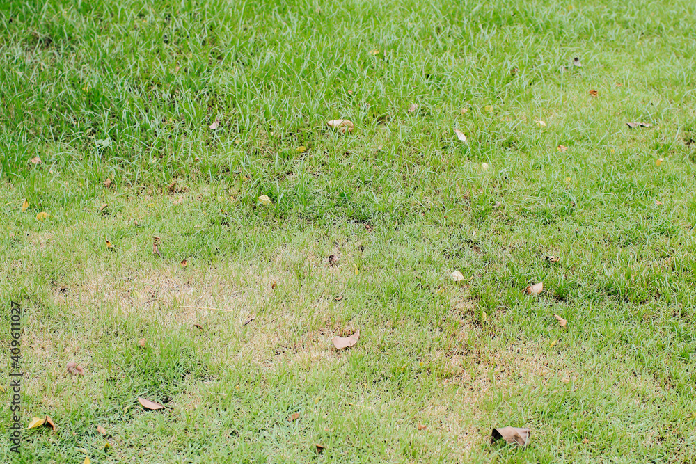 Green grass lawn on floor natural background or the naturally walls texture Ideal for use in the design fairly. Green grass lawn on floor natural background or the naturally walls texture Ideal for use in the design fairly.